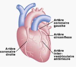Cardio1.jpg