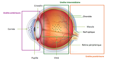 schema-de-l-anatomie-de-l-oeil.png